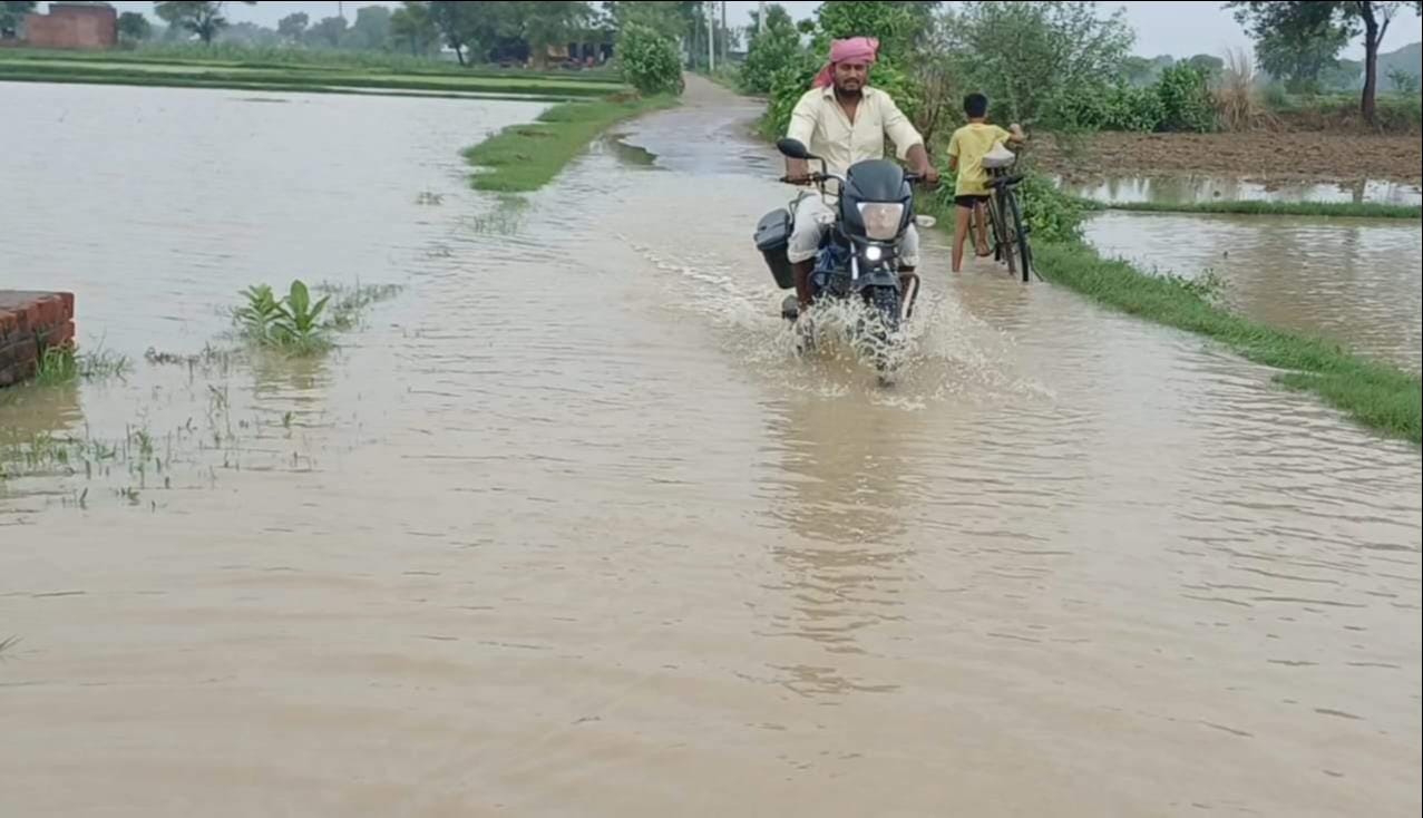 टांडाकला क्षेत्र में रोपनी करती महिलाएं। संवाद टांडाकला क्षेत्र में रोपनी करती महिलाएं। संवाद
