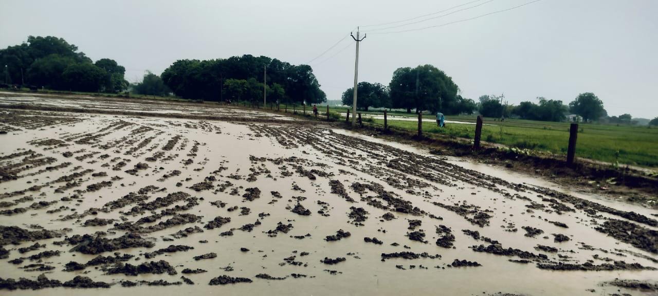 बारिश के बीच बरियाघाट पर छाता के सहारे गंतव्य स्थान के लिए गुजरता राहगीर। -संवाद। बारिश के बीच बरियाघाट पर छाता के सहारे गंतव्य स्थान के लिए गुजरता राहगीर। -संवाद।