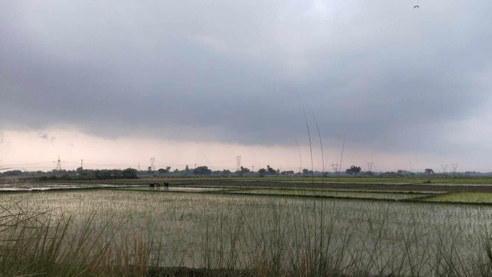 कौशाम्बी क्षेत्र में बारिश के बाद खेतों में भरा पानी। संवाद