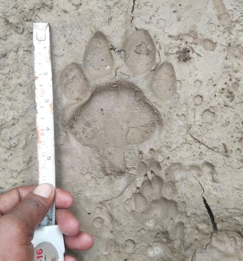 संदना क्षेत्र में कॉम्बिंग करती वन विभाग की टीम। खेत में मिले बाघिन के पगचिह्न व बनाया गया मच