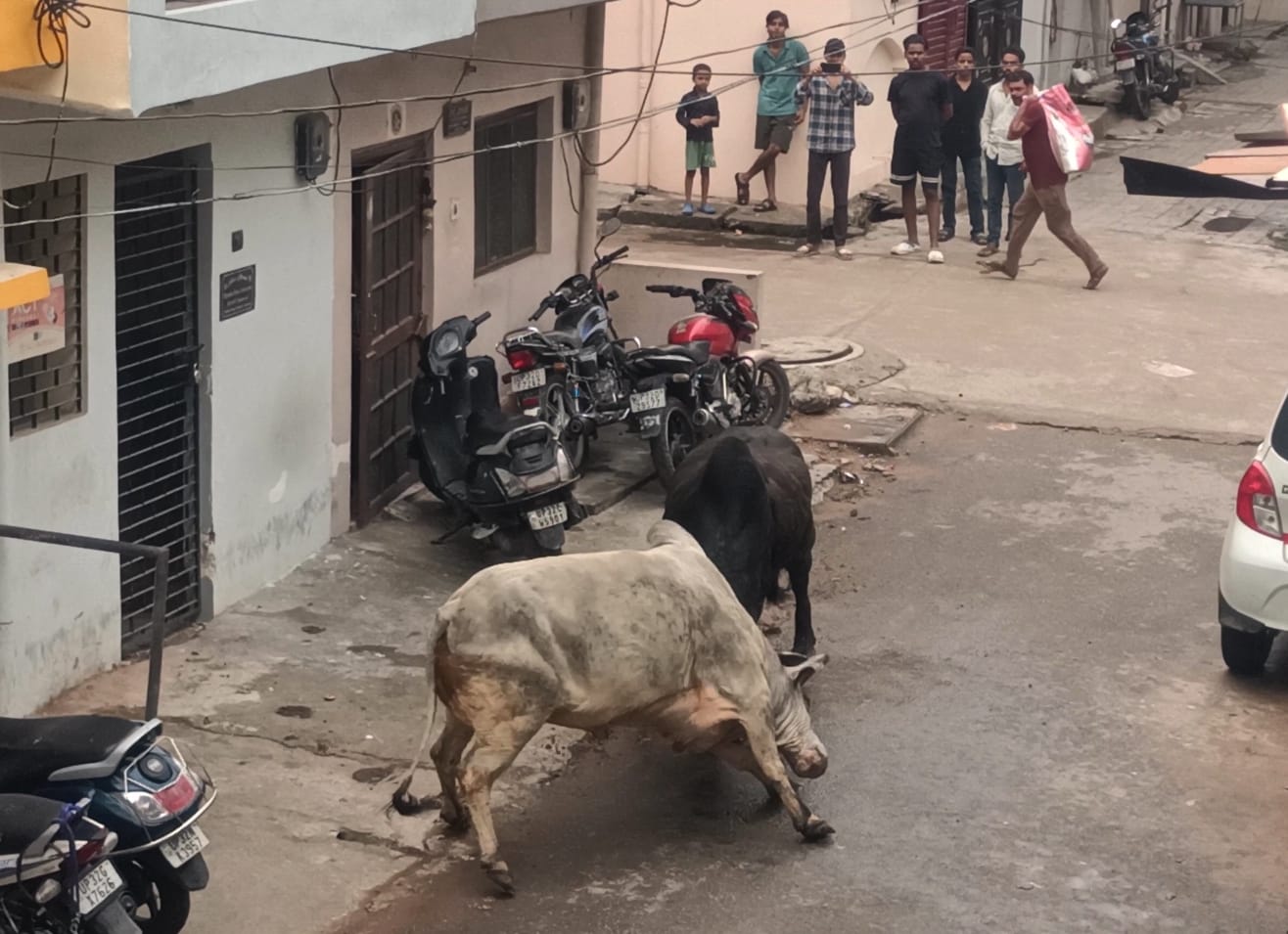 अलीगंज के सेक्टर ए में भिड़ते सांड़। 