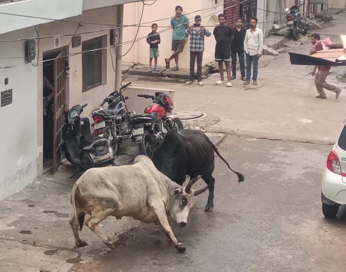 अलीगंज के सेक्टर ए में भिड़ते सांड़। 