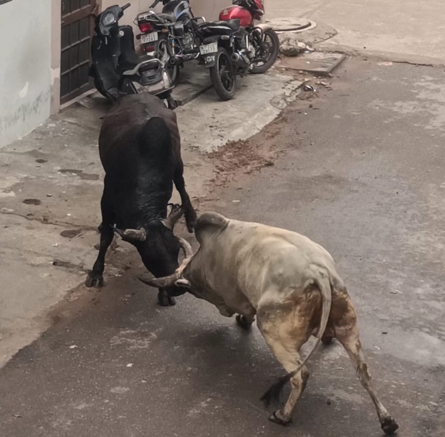 अलीगंज के सेक्टर ए में भिड़ते सांड़। 