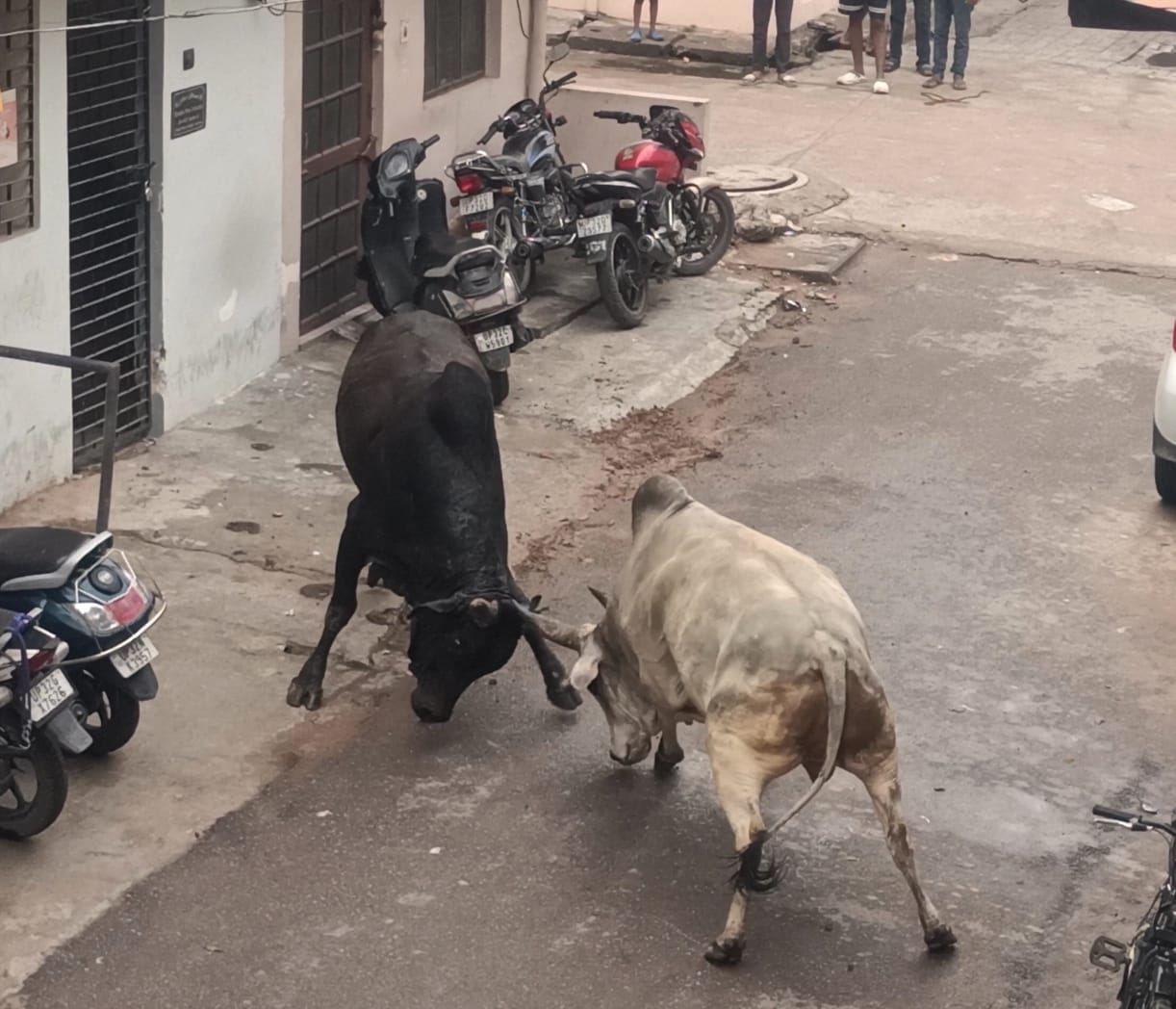 अलीगंज के सेक्टर ए में भिड़ते सांड़। 