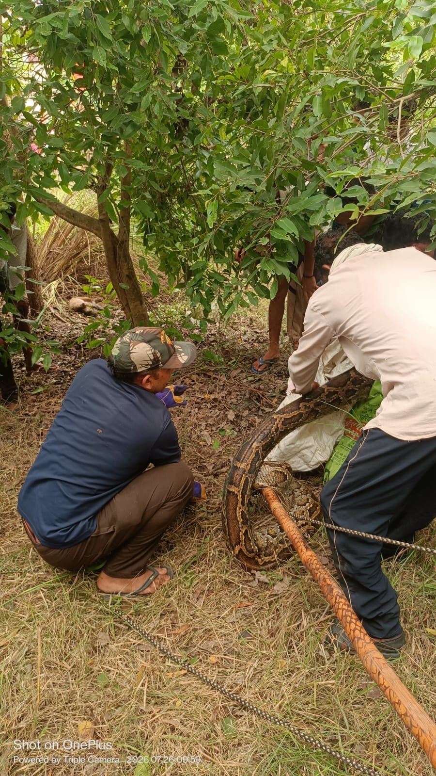 अजगर को रेस्क्यू करती वन विभाग की टीम स्रोत विभाग अजगर को रेस्क्यू करती वन विभाग की टीम स्रोत विभाग