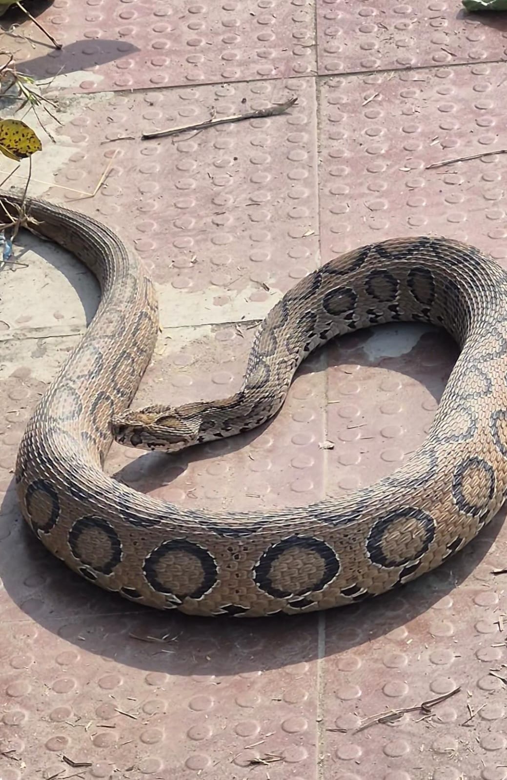 कोबरा