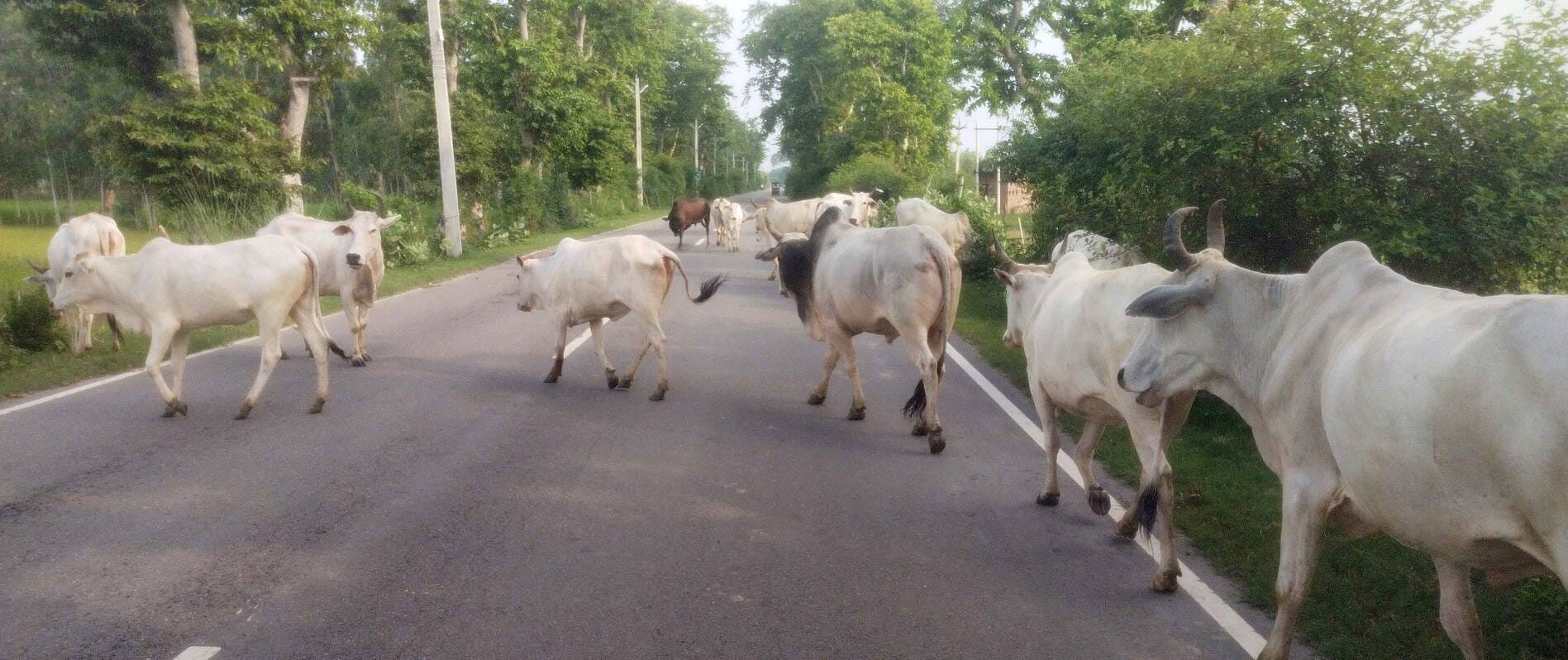 शहर के बिसरात रोड पर बैठे गोवंशीय पशु। संवाद शहर के बिसरात रोड पर बैठे गोवंशीय पशु। संवाद