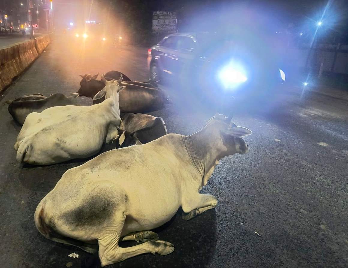 शहर के बिसरात रोड पर बैठे गोवंशीय पशु। संवाद शहर के बिसरात रोड पर बैठे गोवंशीय पशु। संवाद