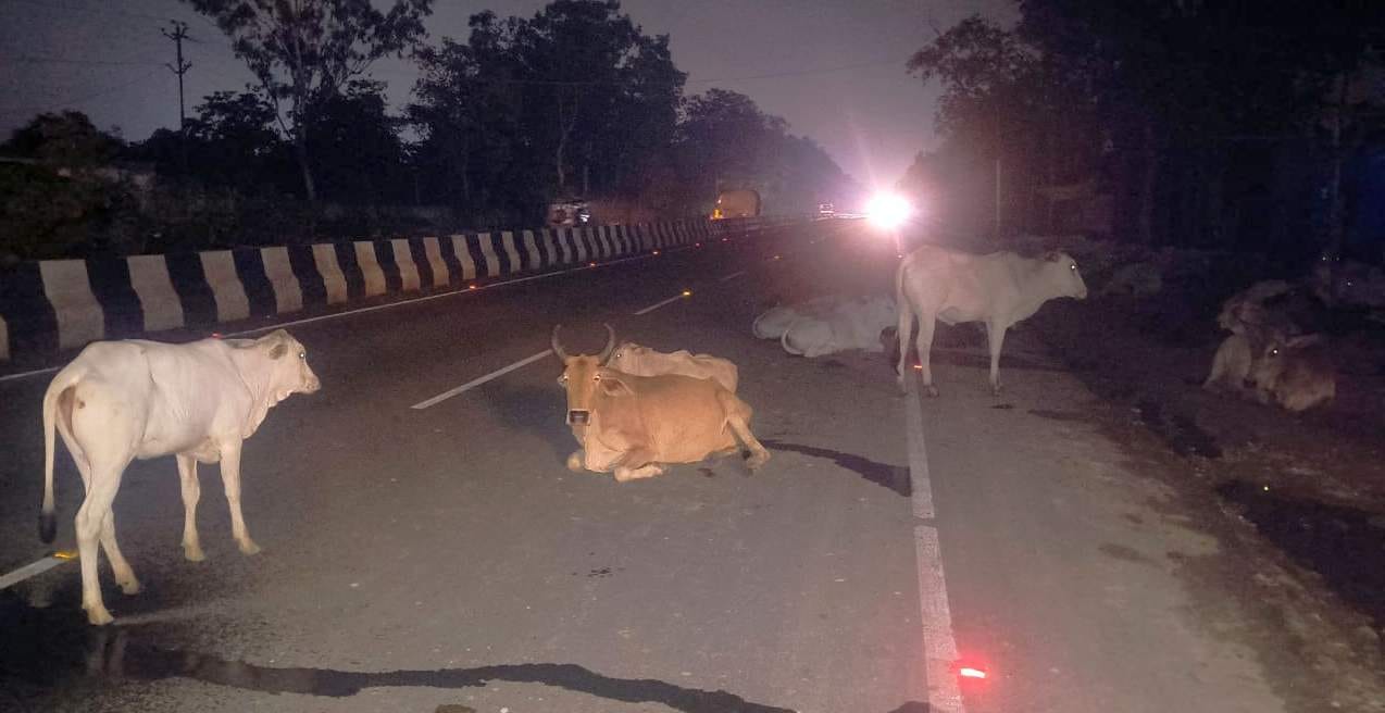 शहर के बिसरात रोड पर बैठे गोवंशीय पशु। संवाद शहर के बिसरात रोड पर बैठे गोवंशीय पशु। संवाद