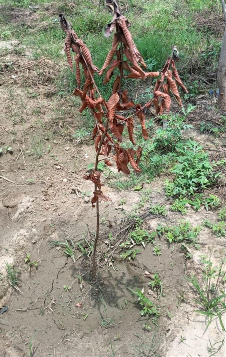 शामली कुड़ाना मार्ग पर गांव सेहंटा के पास सड़क किनारे रोपित सूखा पड़ा पौधा। संवाद