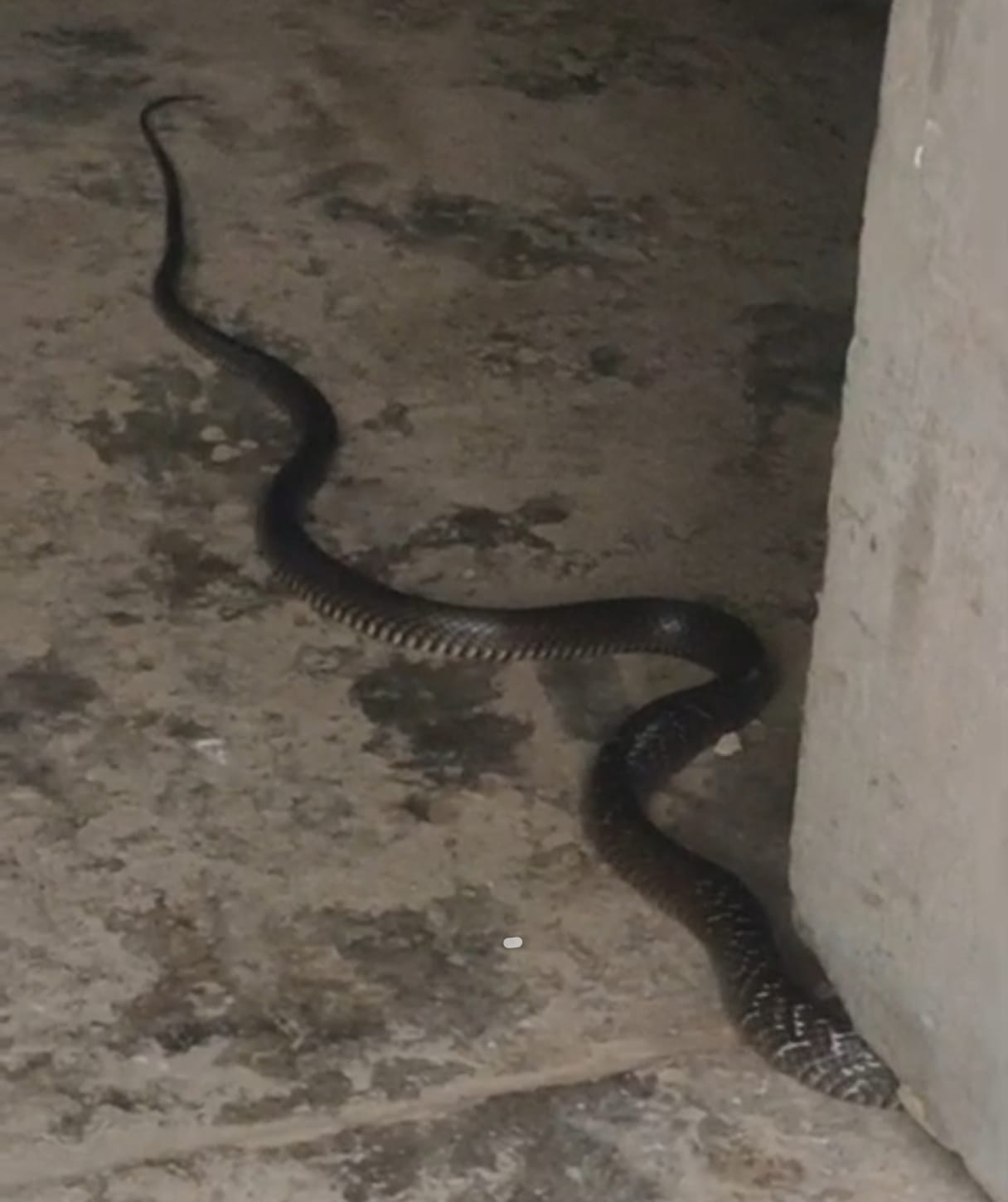 अजगर को रेस्क्यू करती वन विभाग की टीम। स्रोत वीडियो