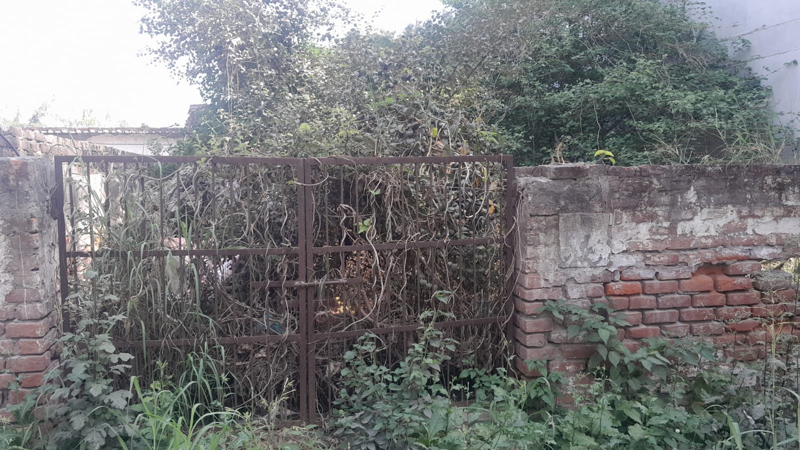 सेक्टर 108 में खाली पड़े प्लॉट में उगी जंगली घास : निवासी सेक्टर 108 में खाली पड़े प्लॉट में उगी जंगली घास : निवासी