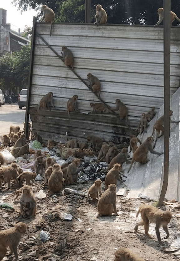 गढ़ में करंट से बंदर की मौत के बाद पास में बैठे बंदर। स्रोत सोशल मीडिया गढ़ में करंट से बंदर की मौत के बाद पास में बैठे बंदर। स्रोत सोशल मीडिया