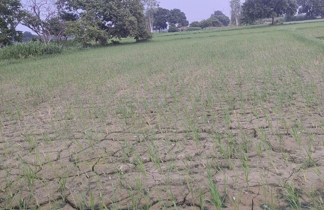 फोटो-11-असोथर क्षेत्र में खड़ी धान की फसल। संवाद फोटो-11-असोथर क्षेत्र में खड़ी धान की फसल। संवाद