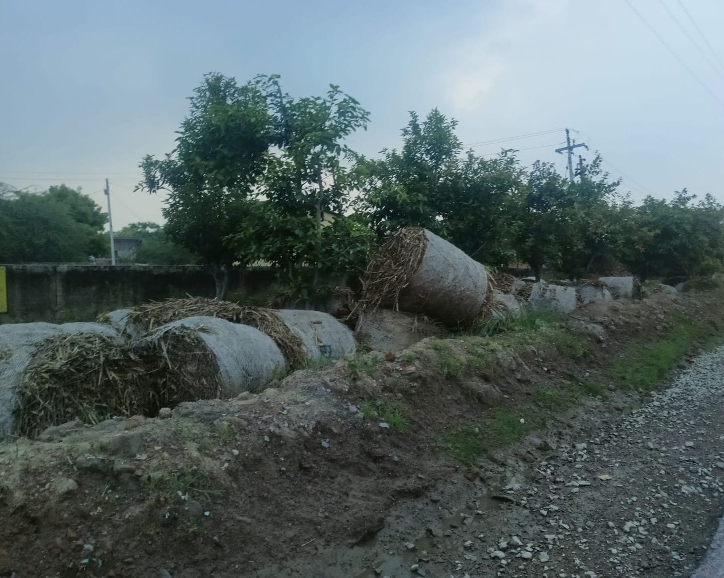 फोटो-11- जांच के दौरान गोशाला में एनजीओ के कर्मचारियों से जानकारी लेते बीडीओ व एडीओ पंचायत। संव फोटो-11- जांच के दौरान गोशाला में एनजीओ के कर्मचारियों से जानकारी लेते बीडीओ व एडीओ पंचायत। संव
