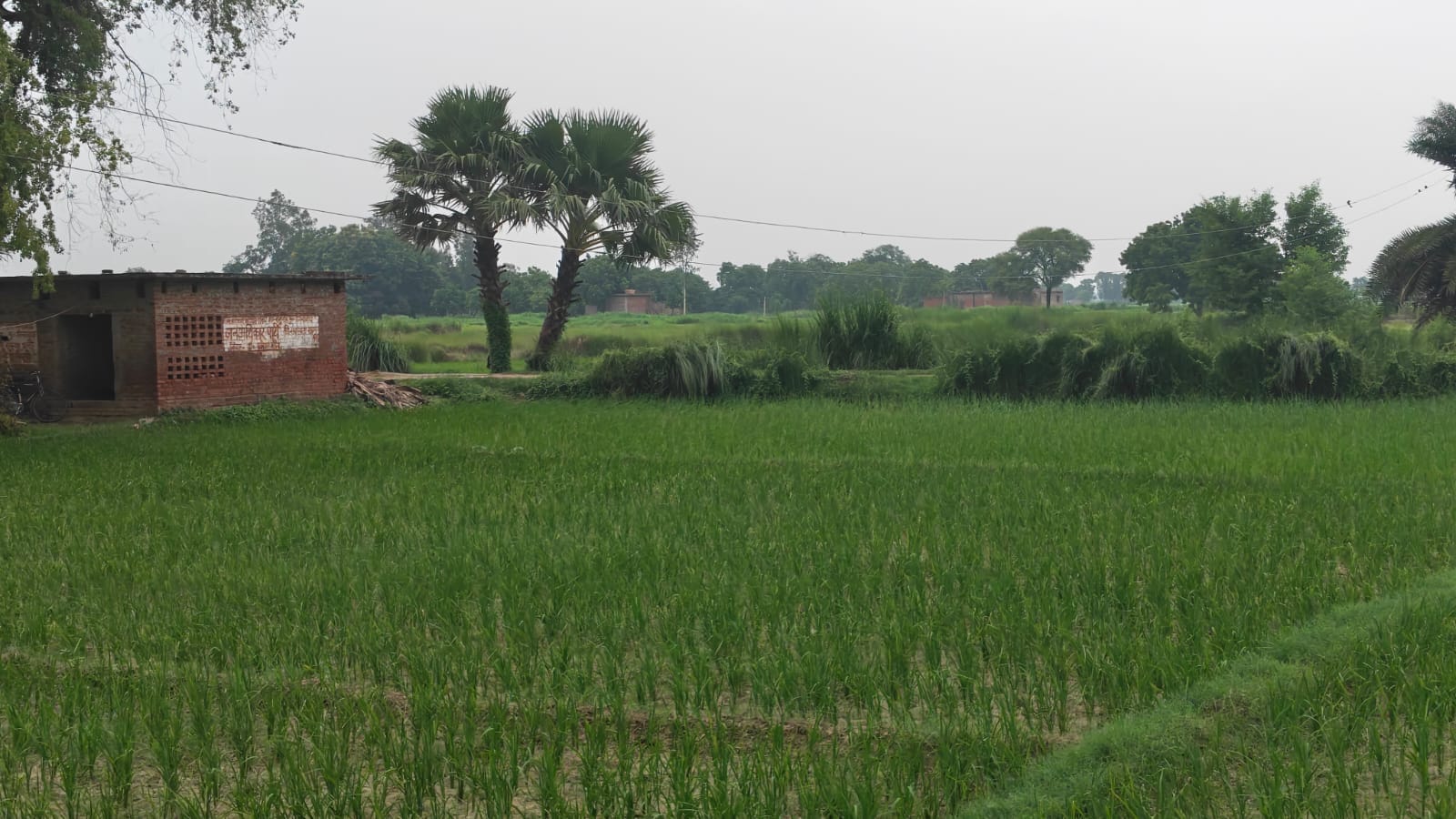 बैरहिया गांव में कम ऊंचाई से खेत में गुजरा बिजली का तार। संवाद