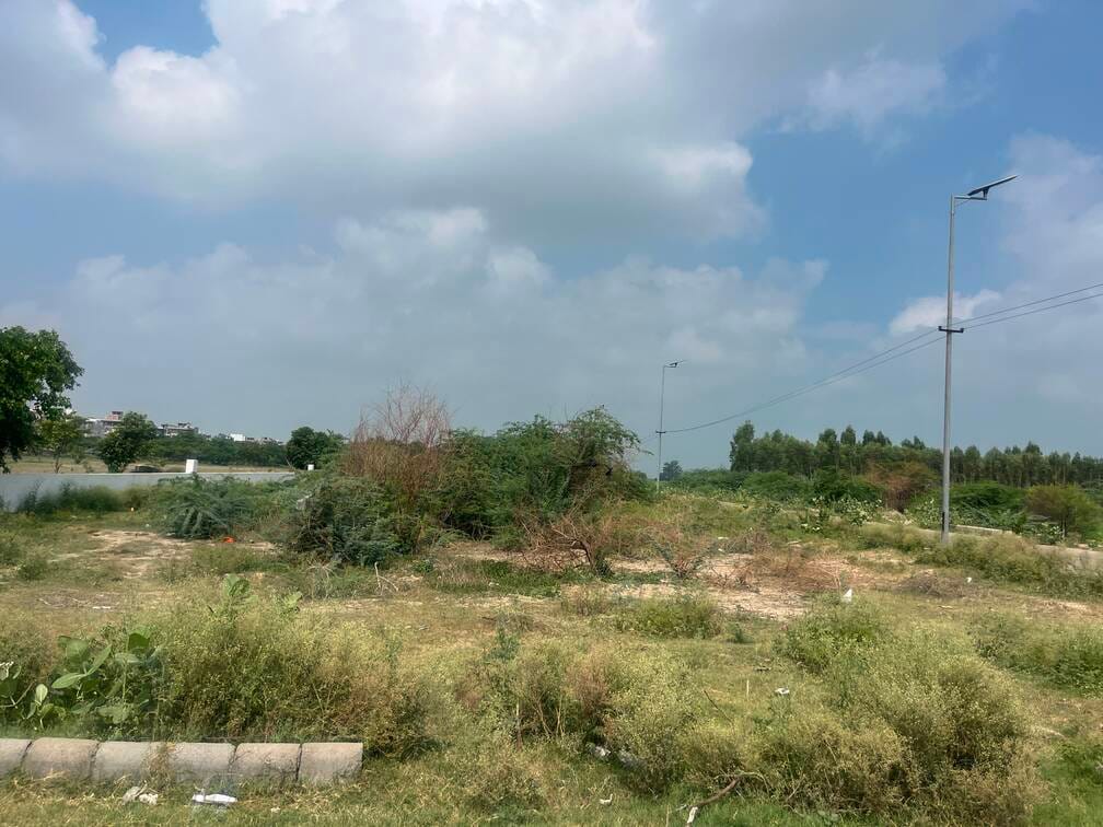 सेक्टर 21 में ग्रीन बैल्ट वाली जगह पर सड़क के साथ उगी झाड़ियां व घास। संवाद सेक्टर 21 में ग्रीन बैल्ट वाली जगह पर सड़क के साथ उगी झाड़ियां व घास। संवाद