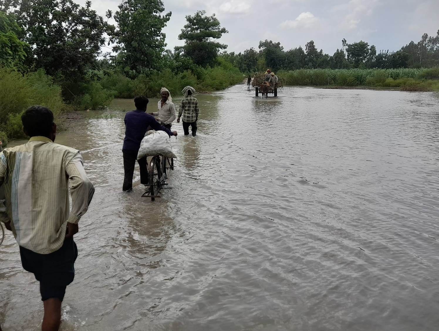 बास्टा क्षेत्र के खेतों में बाढ का कहर पानी में से चारा लाते किसान स्रोत संवाद