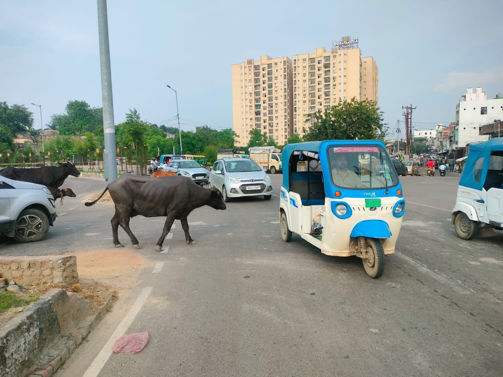 लखनऊ की सड़कों पर घूमते आवारा पशु। लखनऊ की सड़कों पर घूमते आवारा पशु।