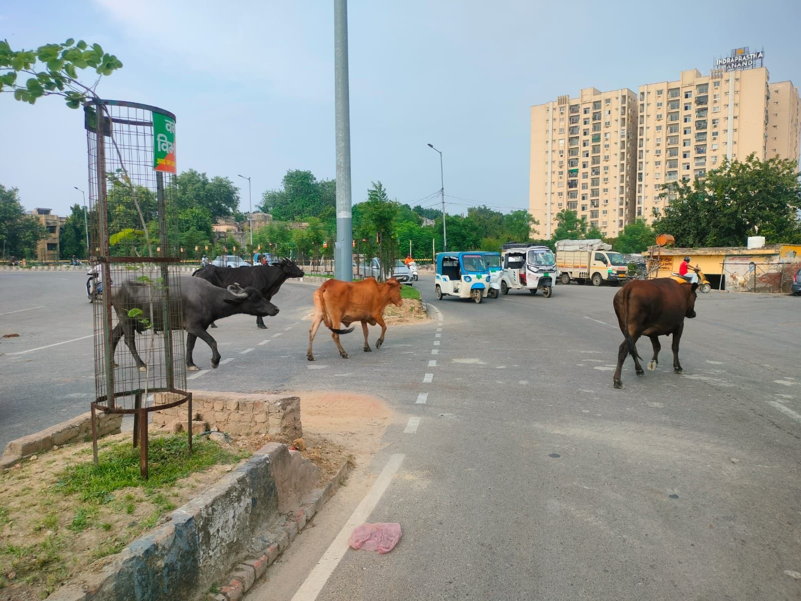 लखनऊ की सड़कों पर घूमते आवारा पशु। लखनऊ की सड़कों पर घूमते आवारा पशु।