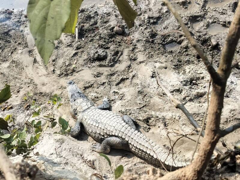 नौसरजोगी में तालाब में तैरता मगरमच्छ। ग्रामीण नौसरजोगी में तालाब में तैरता मगरमच्छ। ग्रामीण