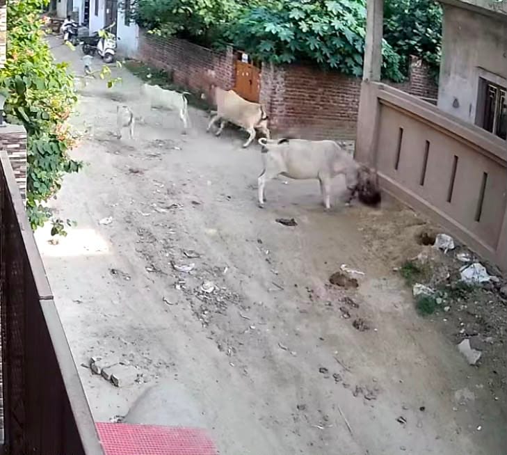 सुनैना पर हमला करा गोवंश और जख्मी सुनैना। सुनैना पर हमला करा गोवंश और जख्मी सुनैना।