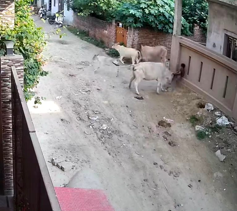 सुनैना पर हमला करा गोवंश और जख्मी सुनैना। सुनैना पर हमला करा गोवंश और जख्मी सुनैना।