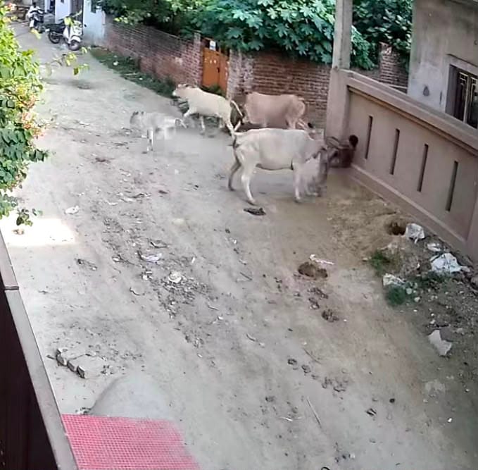 सुनैना पर हमला करा गोवंश और जख्मी सुनैना। सुनैना पर हमला करा गोवंश और जख्मी सुनैना।