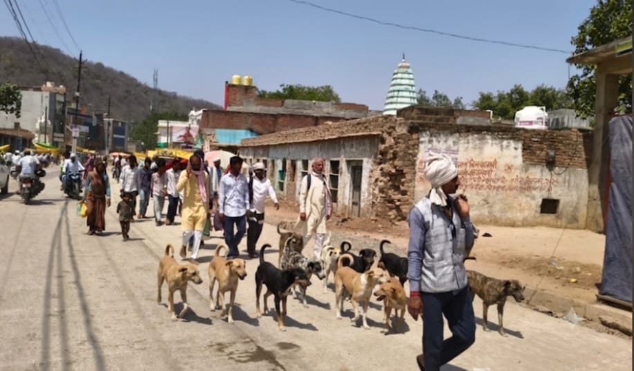 03 सीकेटीपी-05-रामघाट के छोटे पुल के पास आवारा कुत्ते। संवाद