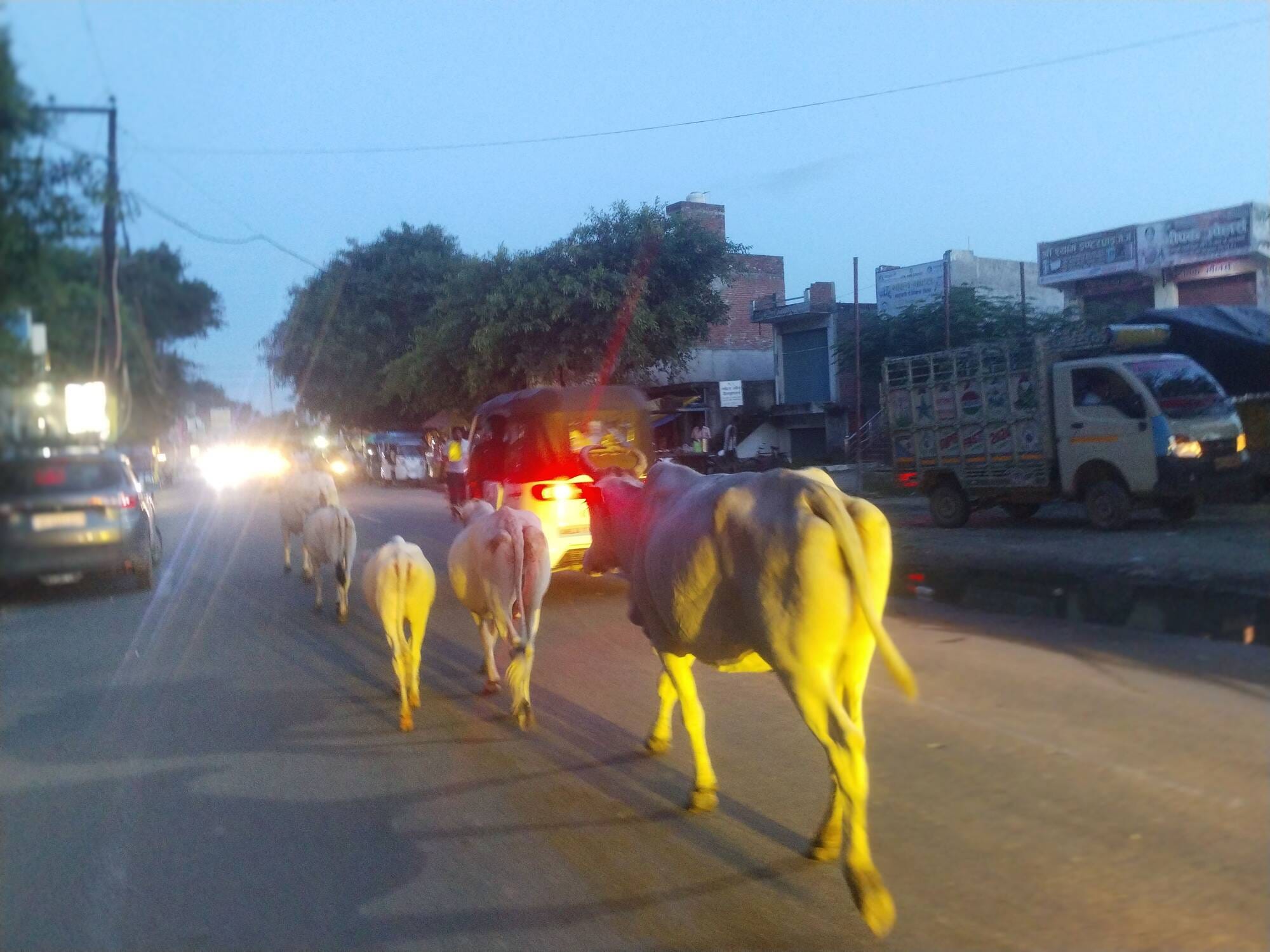 कछला से जल लेकर आ रहे कांवडियां सरंक्षित गौवंश की टक्कर से घायल। संवाद