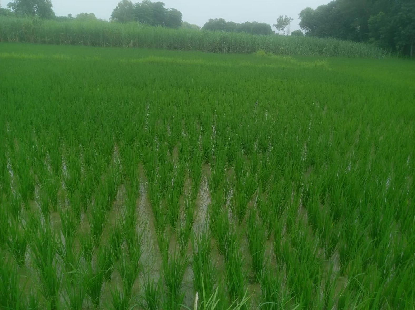 बारिश में जलभराव बारिश में जलभराव