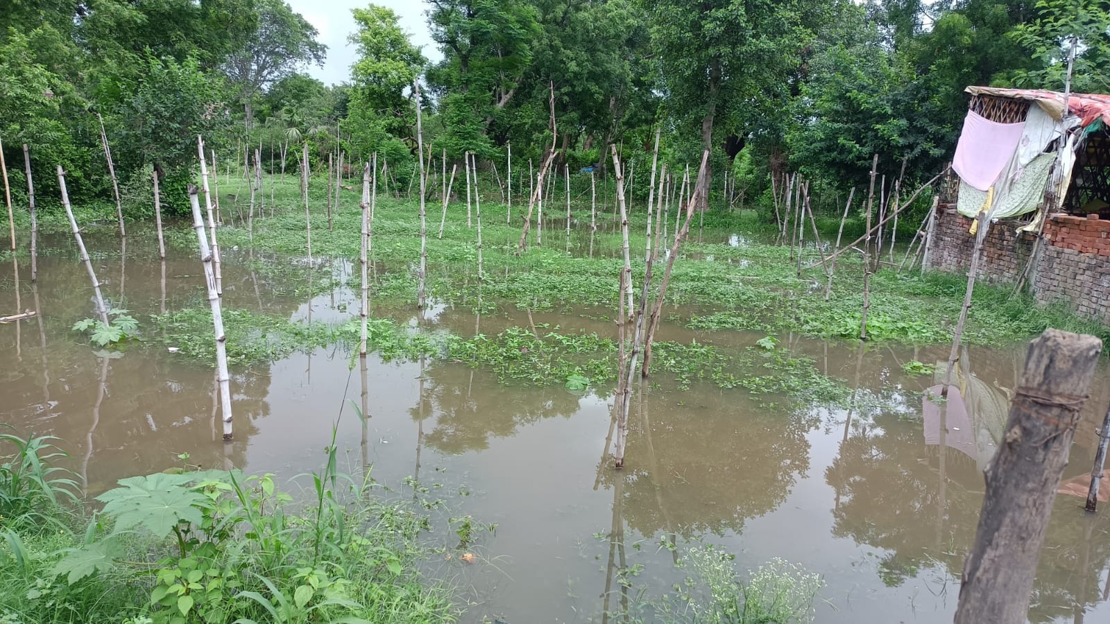 फोटो-6 शहर से सटे नगला कुंवर में नाले के पानी से भरा भिंडी का खेत। संवाद