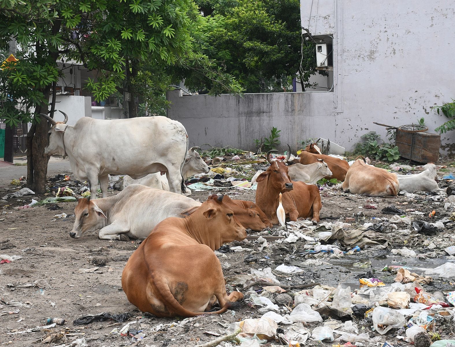 शहर में घूमते छुट्टा पशु। शहर में घूमते छुट्टा पशु।