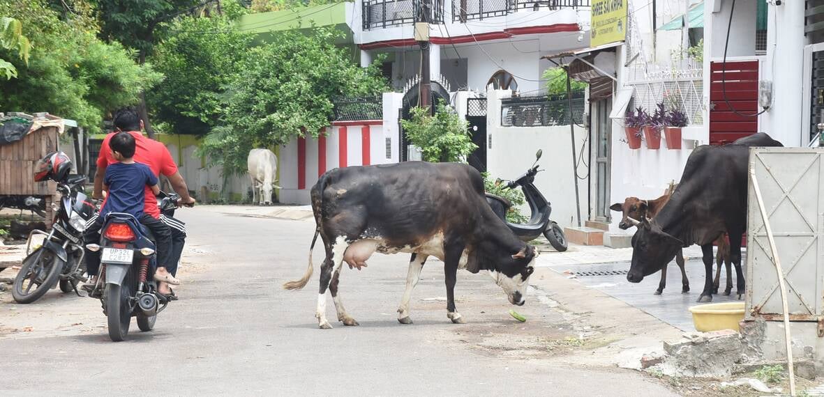 शहर में घूमते छुट्टा पशु। शहर में घूमते छुट्टा पशु।