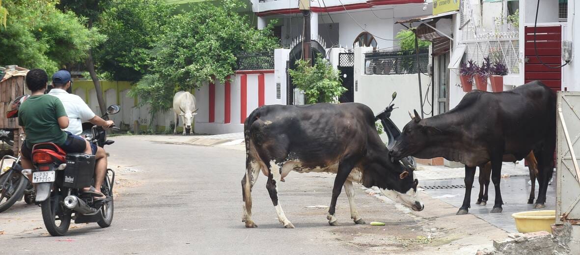 शहर में घूमते छुट्टा पशु। शहर में घूमते छुट्टा पशु।
