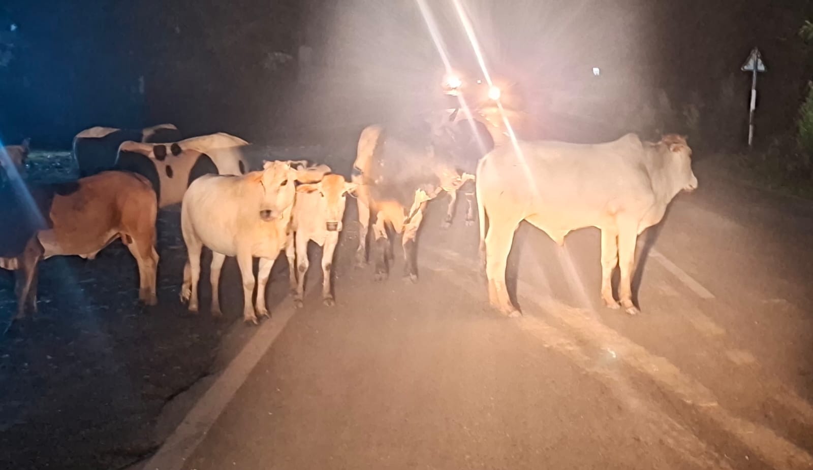 न्यूरिया टनकपुर हाईवे पर आवारा सांड से टकराने के बाद दुर्घटनाग्रस्त हुई कार