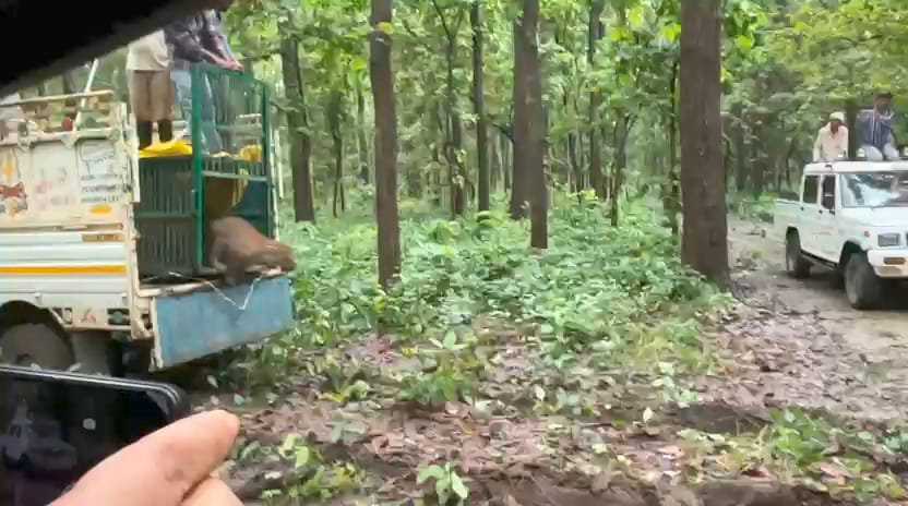 उत्तर निघासन वन रेंज के मूर्तिहा गांव में पकड़ी गई मादा तेंदुआ रानीपुर टाइगर रिजर्व में की जा र उत्तर निघासन वन रेंज के मूर्तिहा गांव में पकड़ी गई मादा तेंदुआ रानीपुर टाइगर रिजर्व में की जा र