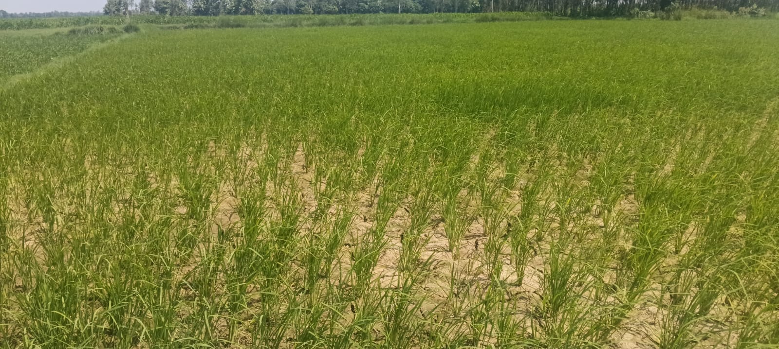  सूखे खेत, किसान