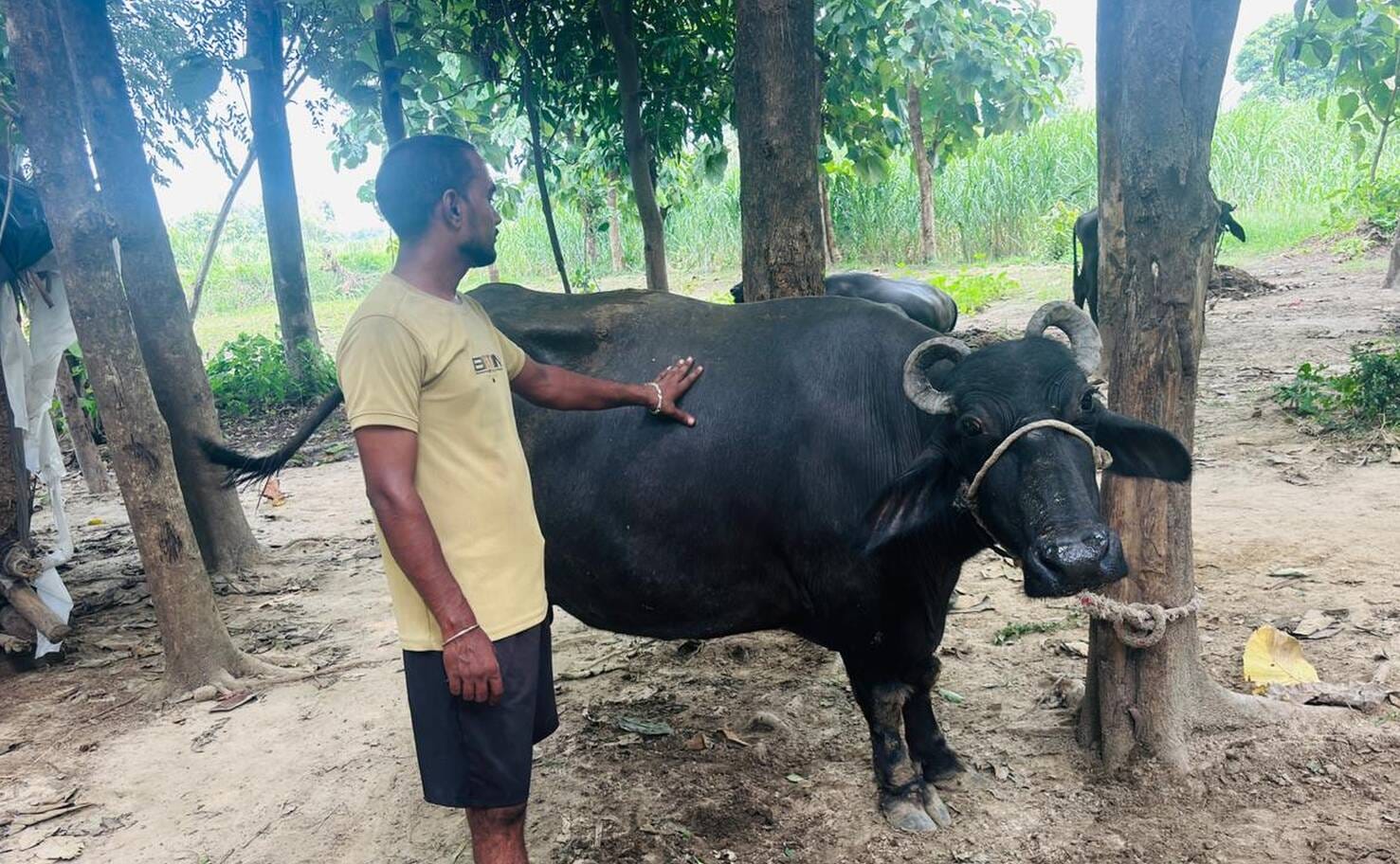 फोटो-1-ग्राम पंचायत गूमा फातमा जोत के मजरा चैनवापुर में गोवंश के साथ मौजूद पशुपालक ।-संवाद फोटो-1-ग्राम पंचायत गूमा फातमा जोत के मजरा चैनवापुर में गोवंश के साथ मौजूद पशुपालक ।-संवाद
