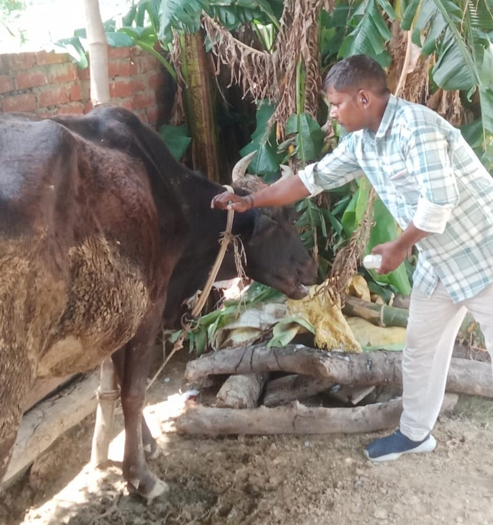 फोटो-1-ग्राम पंचायत गूमा फातमा जोत के मजरा चैनवापुर में गोवंश के साथ मौजूद पशुपालक ।-संवाद फोटो-1-ग्राम पंचायत गूमा फातमा जोत के मजरा चैनवापुर में गोवंश के साथ मौजूद पशुपालक ।-संवाद