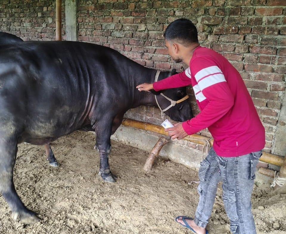 फोटो-1-ग्राम पंचायत गूमा फातमा जोत के मजरा चैनवापुर में गोवंश के साथ मौजूद पशुपालक ।-संवाद फोटो-1-ग्राम पंचायत गूमा फातमा जोत के मजरा चैनवापुर में गोवंश के साथ मौजूद पशुपालक ।-संवाद