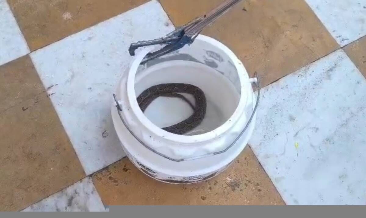 ज्वालामुखी मंदिर परिसर में पकड़ा गया जहरीला साँप। संवाद ज्वालामुखी मंदिर परिसर में पकड़ा गया जहरीला साँप। संवाद