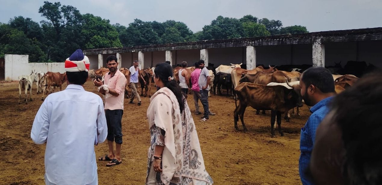 बादल गांव स्थित गोशाला में दलदल में बैठे गोवंश। संवाद बादल गांव स्थित गोशाला में दलदल में बैठे गोवंश। संवाद