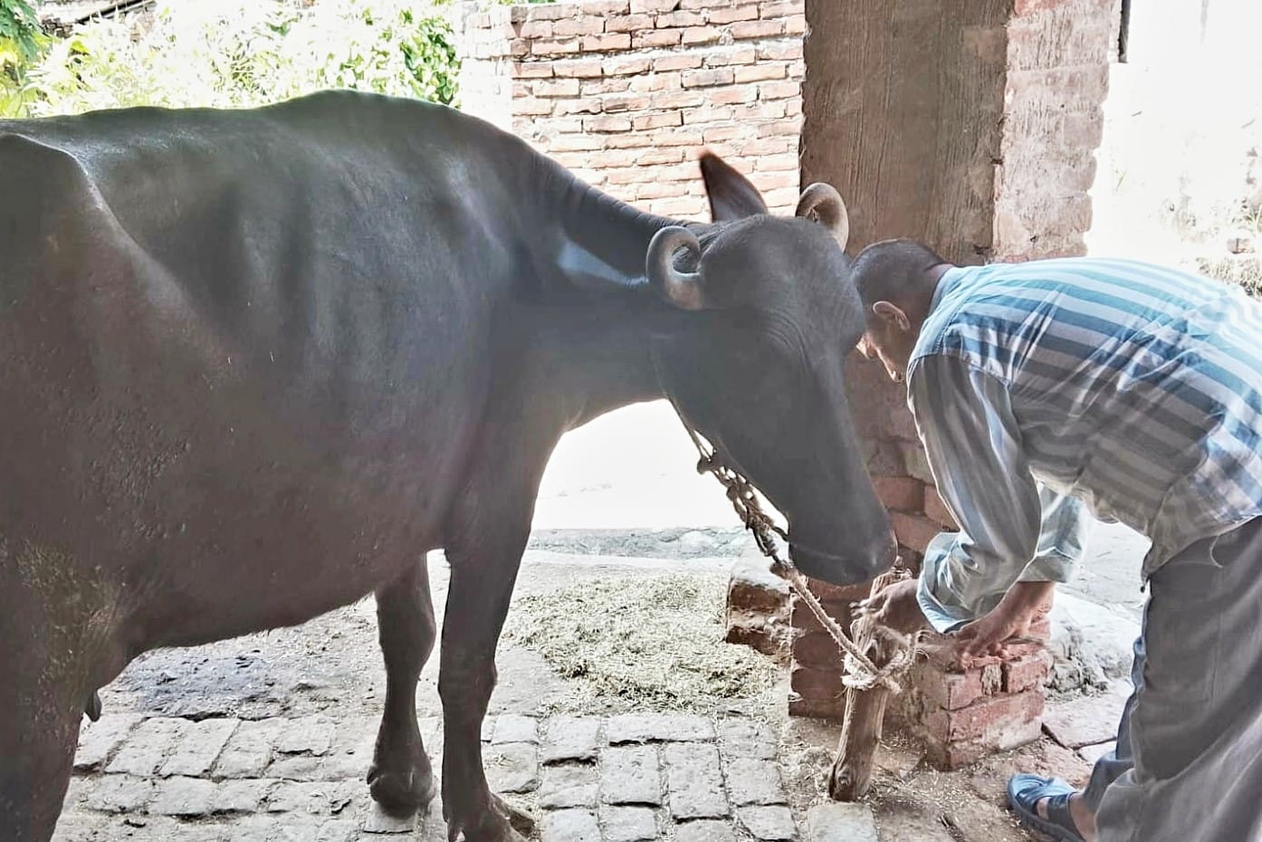 फोटो-4-घोड़चढ़ी गांव में पशुओं की देखभाल करते पशुपालक आशाराम।-संवाद फोटो-4-घोड़चढ़ी गांव में पशुओं की देखभाल करते पशुपालक आशाराम।-संवाद