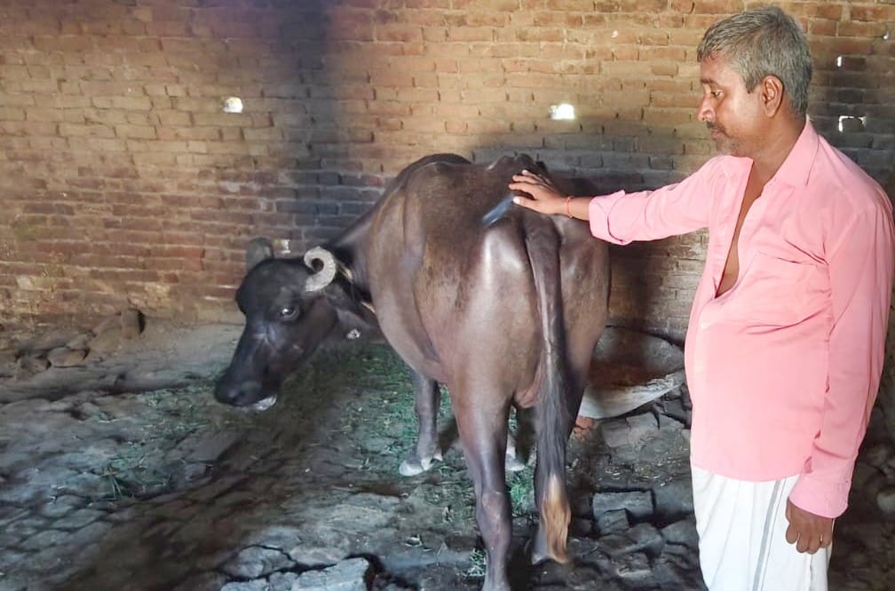 फोटो-4-घोड़चढ़ी गांव में पशुओं की देखभाल करते पशुपालक आशाराम।-संवाद फोटो-4-घोड़चढ़ी गांव में पशुओं की देखभाल करते पशुपालक आशाराम।-संवाद