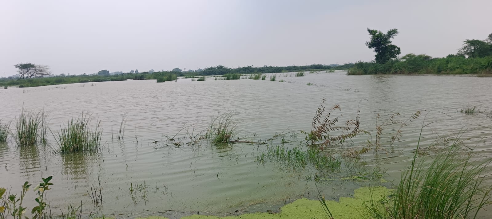 मुलायम