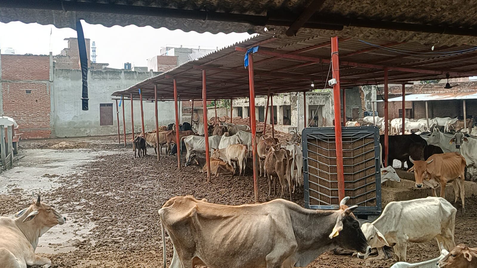मिर्जापुर बैरमशाह गोशाला परिसर में दलदली जमीन पर घूमते मवेशी। संवाद