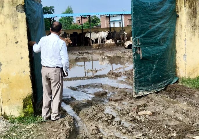 बादल गोशाला में गोवंशों के सामने पड़ा सूखा भूसा। संवाद बादल गोशाला में गोवंशों के सामने पड़ा सूखा भूसा। संवाद