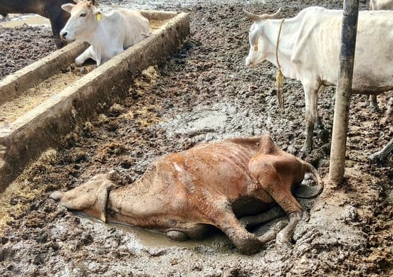बादल गोशाला में गोवंशों के सामने पड़ा सूखा भूसा। संवाद बादल गोशाला में गोवंशों के सामने पड़ा सूखा भूसा। संवाद