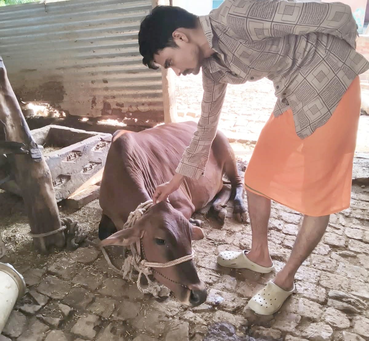 फोटो-14-रेहरा ग्राम पंचायत के डिहवा गांव में मवेशी के साथ मौजूद पशुपालक ।-संवाद